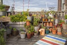 there are many potted plants on this roof top terrace, and one is empty