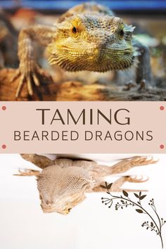 a bearded dragon with the words taming on it's front and bottom corner