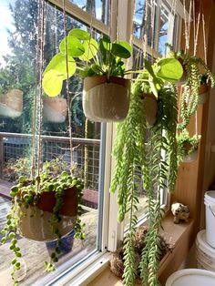 A group of hanging planters on display in the fern street pottery studio. filled with sedum, money plant, string of pearls and burro plants. Hanging Plant By Window, Trailing Plants Indoor Ideas, Plants Hanging In Window, Hanging Succulent Planter, Bay Window Plant Display, Hanging Plants Indoor Window, Hanging Plants Window, Hanging Plants In Front Of Window, Indoor Hanging Plants Ideas