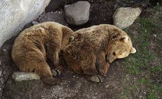 two brown bears laying on the ground next to some rocks