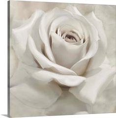 a white rose is shown in this artistic photograph, it appears to be blooming