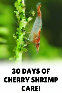 a close up of a shrimp on a plant with the words 30 days of cherry shrimp care