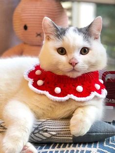 a white cat wearing a red and white dress