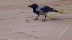 a black and white bird standing on top of a sidewalk