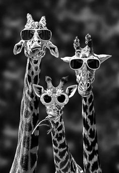 three giraffes wearing sunglasses and standing next to each other in front of a black and white background