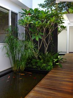 a fish pond in the middle of a wooden deck next to a building with plants growing out of it