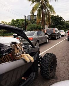 a tiger laying in the back of a car