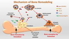 an image of bone remodeling diagram with bones labeled in the following words