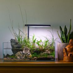 an aquarium with plants and rocks in it on a table next to a small buddha statue