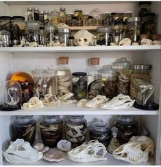 shelves filled with lots of jars and skulls