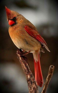 a red bird sitting on top of a tree branch