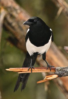 a black and white bird sitting on top of a tree branch