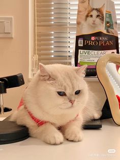 a white cat sitting on top of a table next to a hair dryer and comb