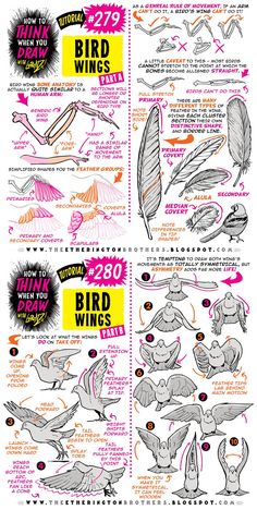 an info sheet showing how to draw birds