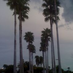 palm trees line the street in front of a cloudy sky