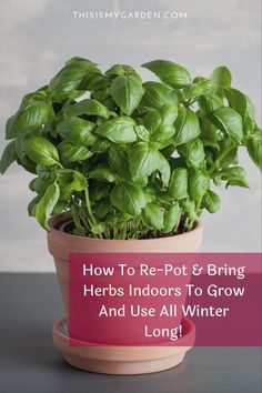 a potted basil plant with the words how to re - pot & bring herbs indoors to grow and use all winter long