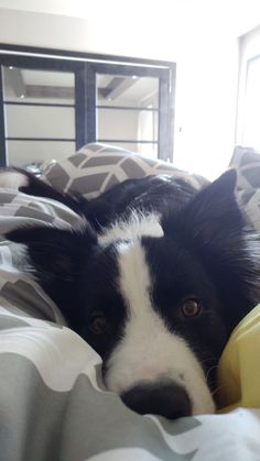 a black and white dog laying on top of a bed next to a yellow pillow