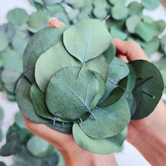 a person holding some green leaves in their hands