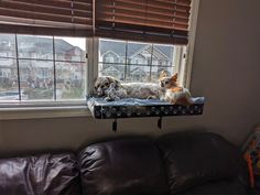 two dogs sitting on a window sill in front of a couch and looking out the window