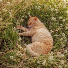 an orange cat is laying in the grass