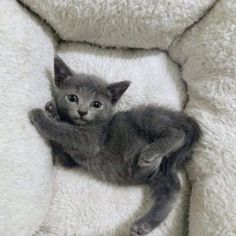 a small kitten is laying on its back in a fluffy chair with it's paws up