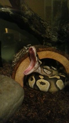 a large snake with it's mouth open and tongue out in the middle of an enclosure