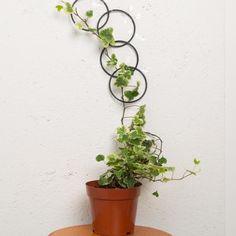 a potted plant on top of a wooden table in front of a white wall