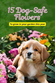 a brown and white dog sitting in the middle of flowers with text that reads, 15 dog - safe flowers to grow in your garden this year