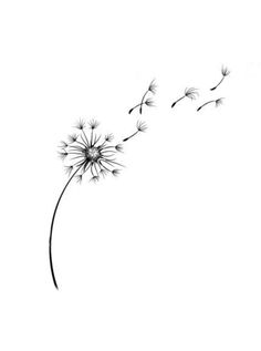 a black and white photo of a dandelion blowing in the wind on a white background