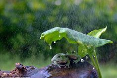 two frogs sitting on top of a tree branch in the rain