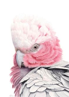 a pink and white bird with feathers on it's head