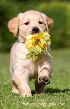 a puppy running with a flower in its mouth