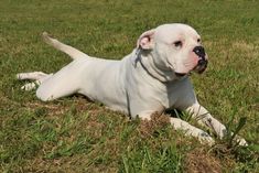 a white dog laying on top of a lush green field