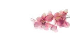 two pink flowers are in the air on a white background with no one around them