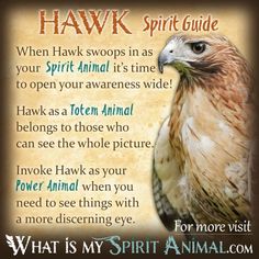 hawk spirit guide for the spirit animal