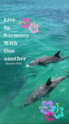 two dolphins swimming in the ocean with a quote above them that says live in harmony with one another