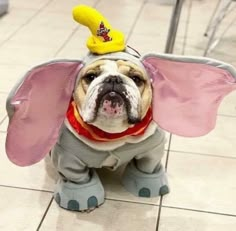 a dog dressed up like an elephant with a hat and wings on it's head