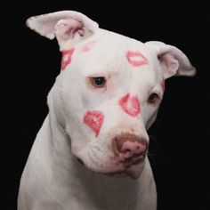 a white dog with hearts painted on it's face