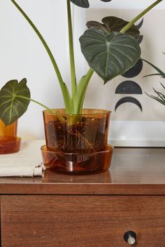 two potted plants sitting on top of a wooden table