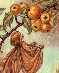 This enchanting vintage print of "The Crab-Apple Fairy" is from Cicely Mary Barker's book "Flower Fairies of the Autumn" (pub. c1960 by Blackie & Son Ltd, Glasgow). It will add charm to baby's nursery or child's room and also makes a unique gift for loved ones, baby showers, and new baby occasions. Measuring 4" x 6¾" (10cm x 17cm) it has text on the reverse and is signed in the plate.  Cicely Mary Barker (1895-1973) was an English illustrator best known for a series of fantasy illustrations depi Apple Flowers, Autumn Fairy, Copy Print, Vintage Fairies