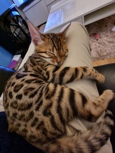 a cat is sleeping on top of a pillow