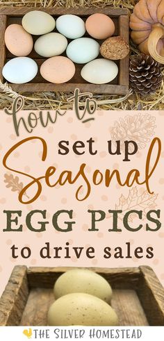 fresh chicken eggs in a wooden box next to a pumpkin and pine cone in an autumn photography scene with text that reads how to set up seasonal colored egg pics to drive sales Egg Photos, Egg Images, Chicken Egg Colors, Chicken Coop Building Plans, Chicken Breeding, Hatching Egg, Eggs Image, Raising Chicks, Egg Photo