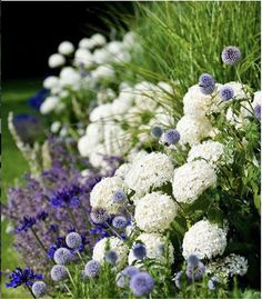 white and blue flowers are growing in the grass