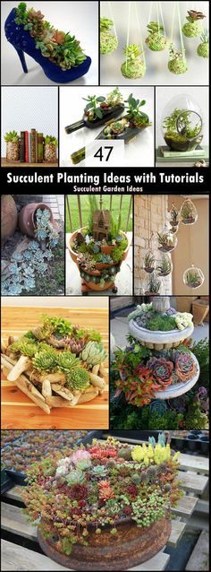 many different pictures of succulent plants and flowers