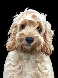 a white dog with brown eyes and long hair sitting in front of a black background