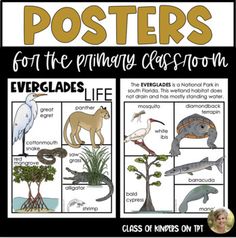 posters for the primary classroom showing different types of animals