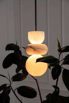 a plant with three lights hanging from it