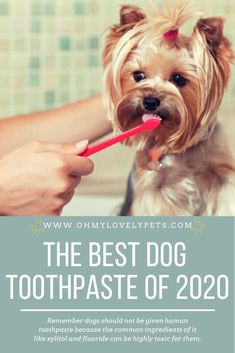 a person brushing their dog's teeth with the words, the best dog toothpaste of 2020