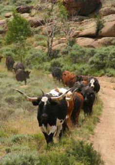 a herd of cattle walking down a dirt road next to grass and rocks on the side of a hill