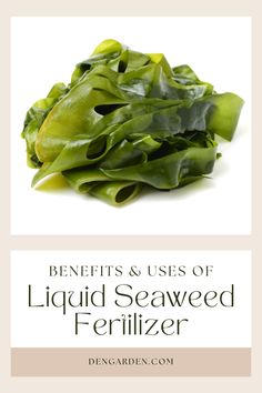 the benefits and uses of liquid seaweed fertizer